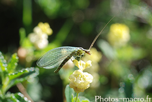 Chrysoperla carnea